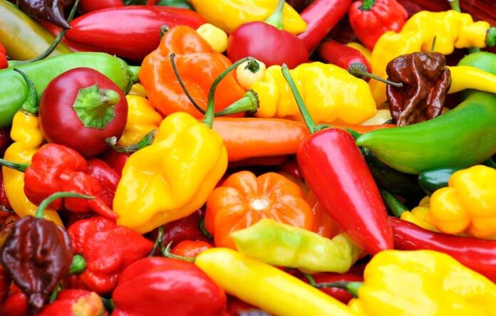 Pepper X, the World’s Hottest Pepper, Makes Its Debut | National US News