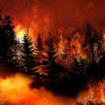 Wildfire burning through dense forest at night