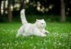 A white cat running through a grassy field