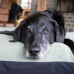Dog Starts Fire — Shocking Security Footage A black dog resting on a green dog bed in a cozy indoor setting