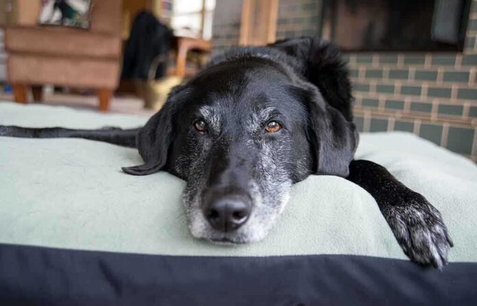 A black dog resting on a green dog bed in a cozy indoor setting