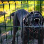 Dog SHOOTING — Police ACTION Under Fire A dog barking loudly from behind a fence