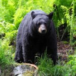 Black Bear INVADES Home — ELDERLY Couple HOSPITALIZED A black bear standing in a lush green forest surrounded by ferns