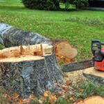 Veteran Tree Trimmer Impaled—Horrifying Fall A chainsaw rests on a freshly cut tree stump in a grassy area