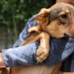 A person holding a dog in their arms outdoors