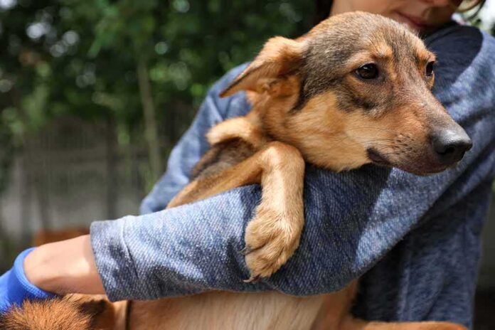 A person holding a dog in their arms outdoors