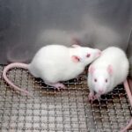 Two white laboratory rats interacting in a cage
