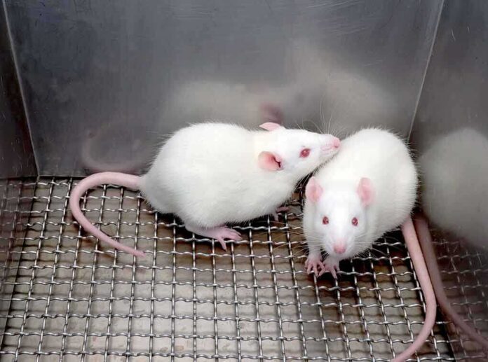 Two white laboratory rats interacting in a cage