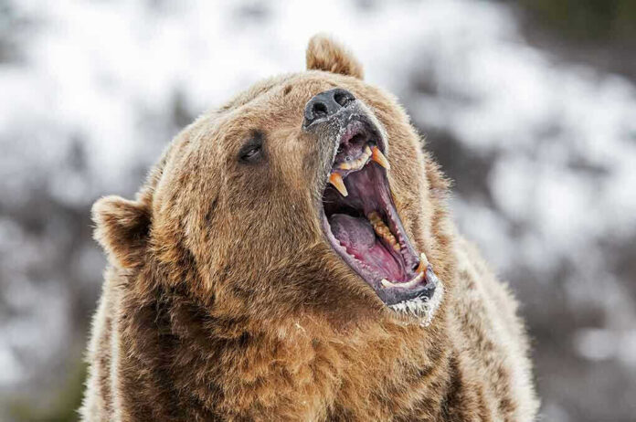 590795564 Bear roaring in snowy environment showing sharp teeth