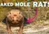 Scientists Are Obsessed With This Rodent For One Reason