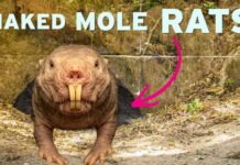 Scientists Are Obsessed With This Rodent For One Reason