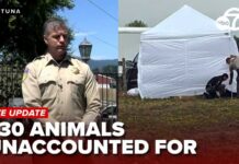 The ‘No-Kill’ Promise That Ended in Mass Graves More than 730 animals unaccounted for as investigators dig at Miranda’s Rescue property