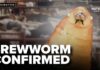 Flesh-Eating Parasite Reaches Texas Border Again New world screwworm confirmed in Texas calf