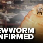 Flesh-Eating Parasite Reaches Texas Border Again New world screwworm confirmed in Texas calf