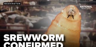 New world screwworm confirmed in Texas calf