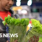 FDA says lettuce still likely source of cyclospora outbreak despite false positive test