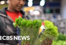 FDA Flip-Flop Sparks Lettuce Firestorm FDA says lettuce still likely source of cyclospora outbreak despite false positive test