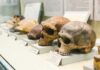 Scientists Discover New Fossil Snake Species Human skulls displayed on museum pedestals
