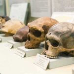 Human skulls displayed on museum pedestals