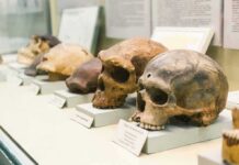 Scientists Discover New Fossil Snake Species Human skulls displayed on museum pedestals