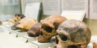 Human skulls displayed on museum pedestals
