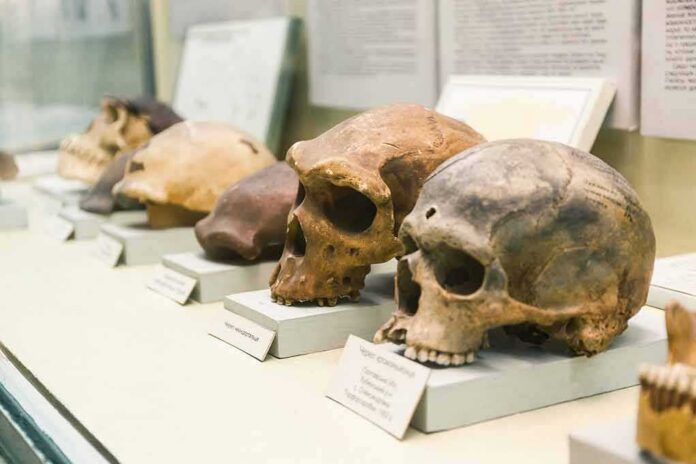 shutterstock_1120827518 Human skulls displayed on museum pedestals