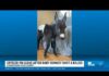 Midnight Raid: Georgia Police Officer Shoots Family’s Pet Donkey Cedartown officer on leave after allegedly shooting baby donkey