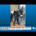 Midnight Raid: Georgia Police Officer Shoots Family’s Pet Donkey Cedartown officer on leave after allegedly shooting baby donkey