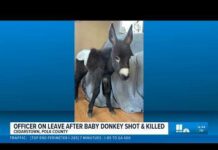 Cedartown officer on leave after allegedly shooting baby donkey