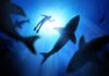 Diver surrounded by sharks in deep blue water