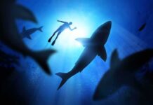 Aging’s Kryptonite Found In Shark Retina Diver surrounded by sharks in deep blue water