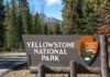 Yellowstone National Park entrance sign beside a forested road