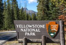 Yellowstone National Park entrance sign beside a forested road