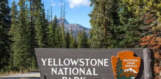 Yellowstone National Park entrance sign beside a forested road