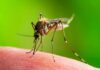 Deadly Dengue Hits Tampa Mosquito feeding on human skin