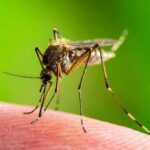 Mosquito feeding on human skin