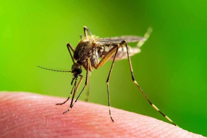 shutterstock_1396406867-1 Mosquito feeding on human skin