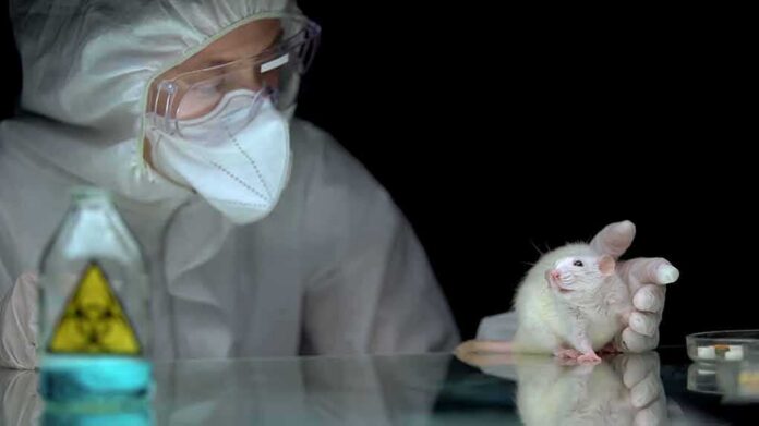 Scientist in protective gear handling a white lab mouse