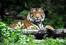 20-Year-Old Killed by Tiger Tiger resting on a log in lush forest