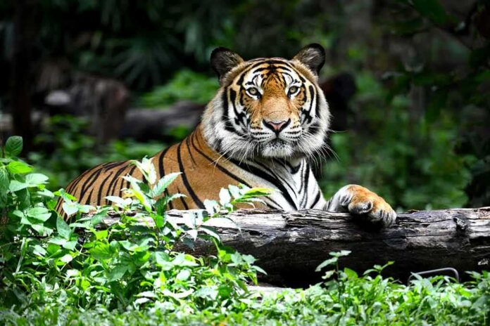 shutterstock_268586531-1 Tiger resting on a log in lush forest